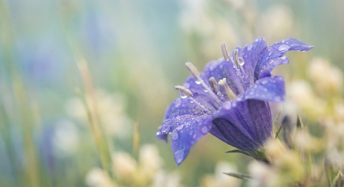 Gentian