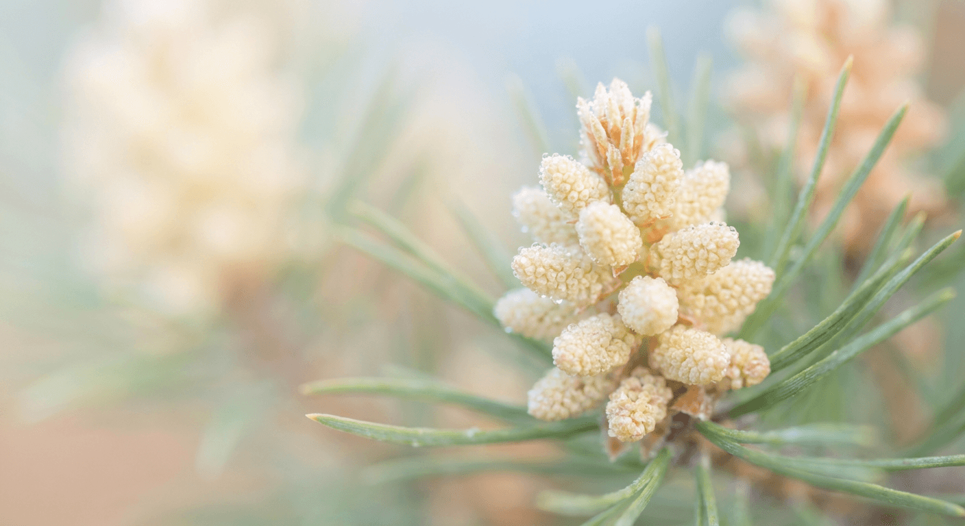 Pine